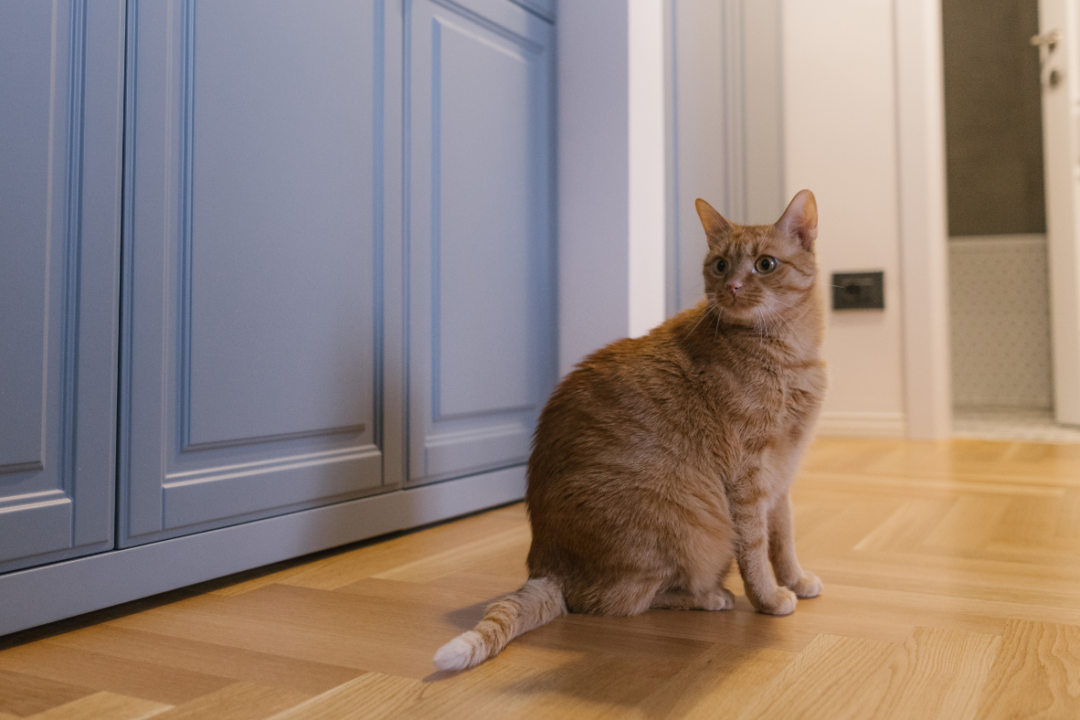 Shabby on so many levels - interior design photo